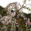 Višeň chloupkatá 'Pendula' - Prunus subhirtella 'Pendula'