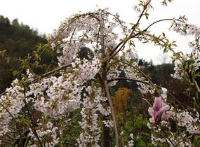 Višeň chloupkatá 'Pendula' - Prunus subhirtella 'Pendula'
