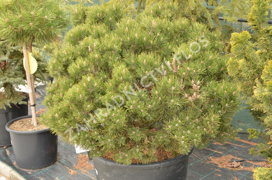 Borovice lesní 'Compacta' - Pinus sylvestris 'Compacta'