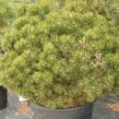 Borovice lesní 'Compacta' - Pinus sylvestris 'Compacta'