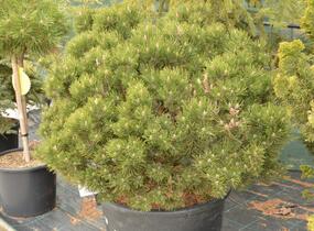 Borovice lesní 'Compacta' - Pinus sylvestris 'Compacta'