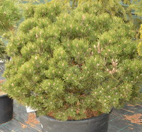 Borovice lesní 'Compacta' - Pinus sylvestris 'Compacta'