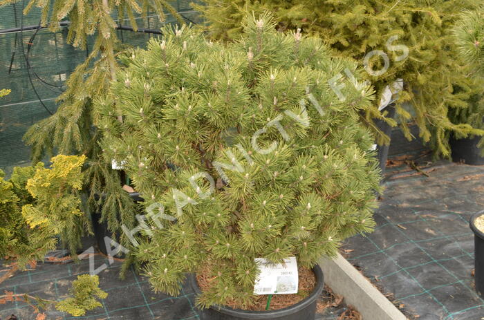Borovice lesní 'Compacta' - Pinus sylvestris 'Compacta'