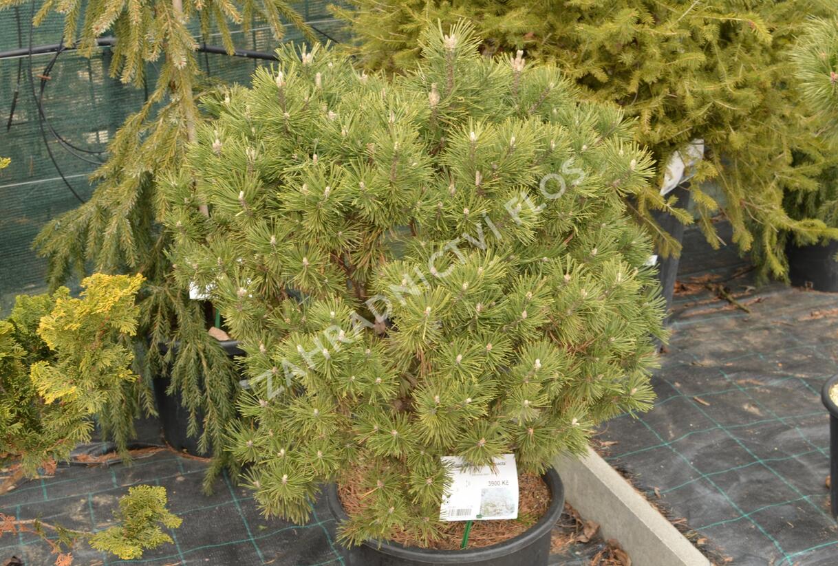 Borovice lesní 'Compacta' - Pinus sylvestris 'Compacta'