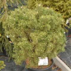 Borovice lesní 'Compacta' - Pinus sylvestris 'Compacta'