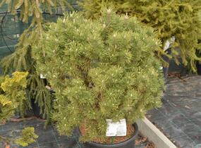 Borovice lesní 'Compacta' - Pinus sylvestris 'Compacta'