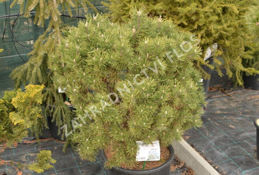 Borovice lesní 'Compacta' - Pinus sylvestris 'Compacta'