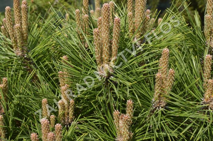 Borovice černá 'Brepo' - Pinus nigra 'Brepo'