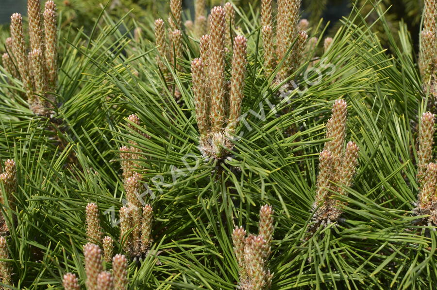 Borovice černá 'Brepo' - Pinus nigra 'Brepo'