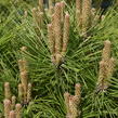 Borovice černá 'Brepo' - Pinus nigra 'Brepo'