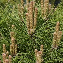 Borovice černá 'Brepo' - Pinus nigra 'Brepo'