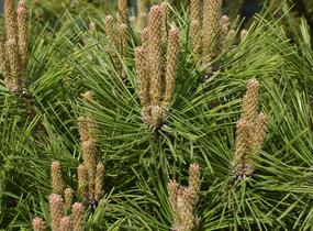 Borovice černá 'Brepo' - Pinus nigra 'Brepo'