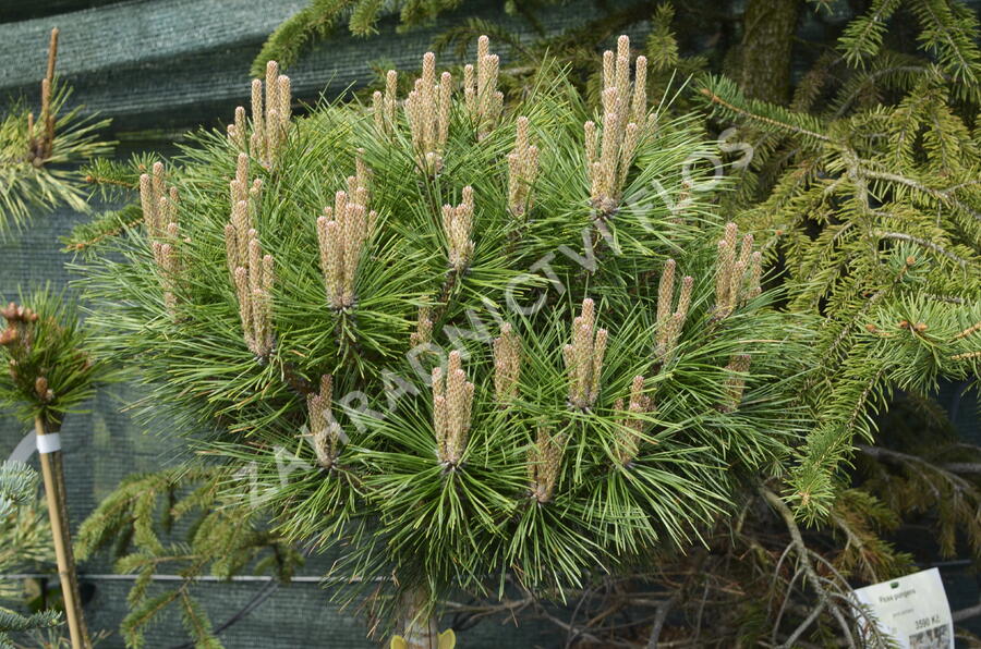 Borovice černá 'Brepo' - Pinus nigra 'Brepo'