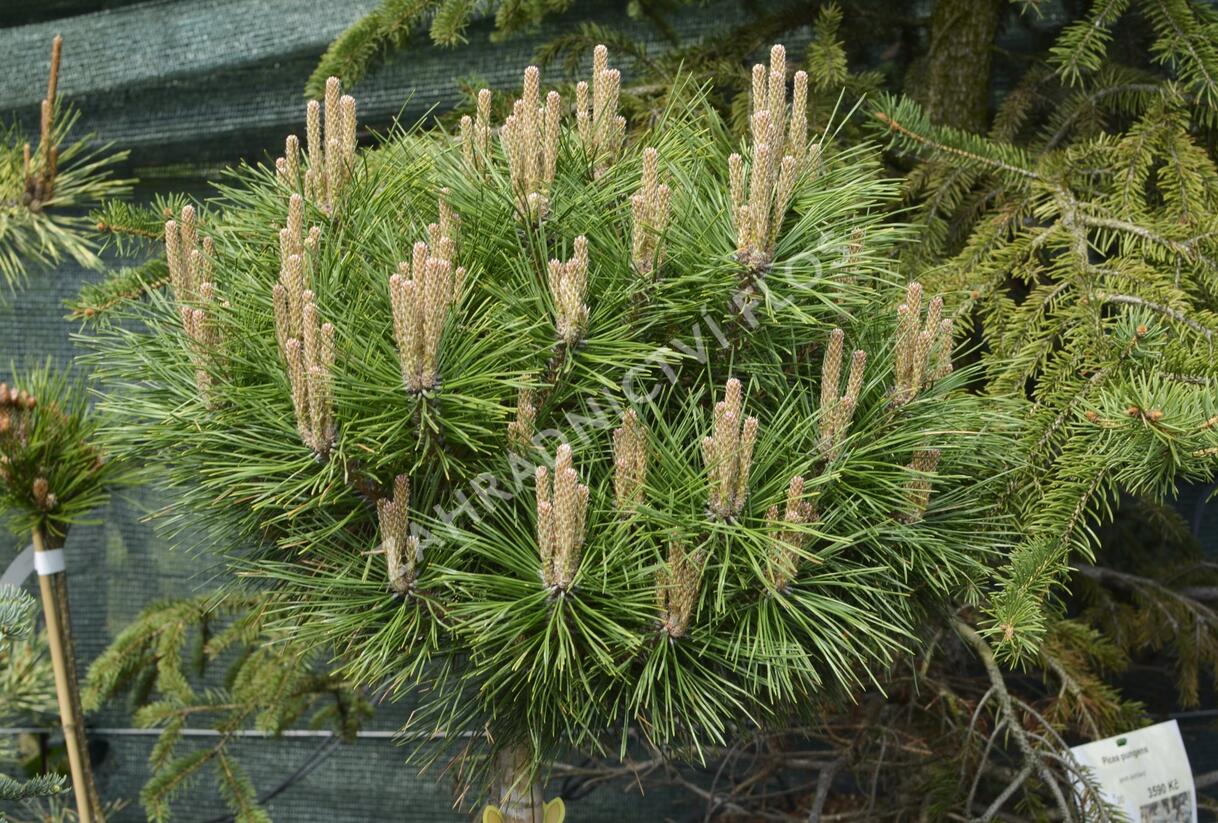 Borovice černá 'Brepo' - Pinus nigra 'Brepo'