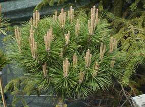 Borovice černá 'Brepo' - Pinus nigra 'Brepo'