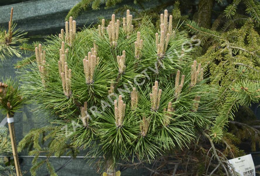 Borovice černá 'Brepo' - Pinus nigra 'Brepo'