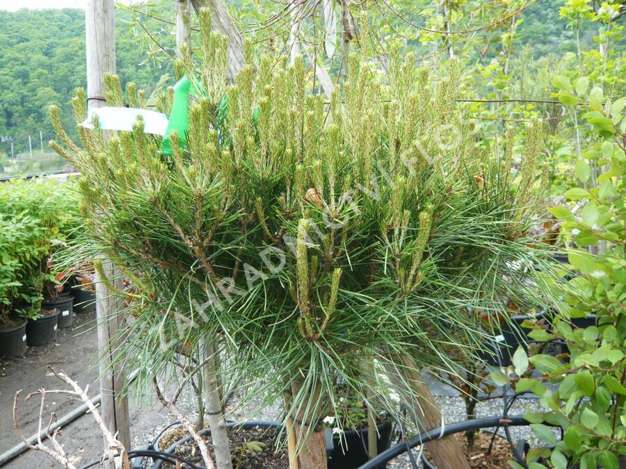 Borovice černá 'Brepo' - Pinus nigra 'Brepo'