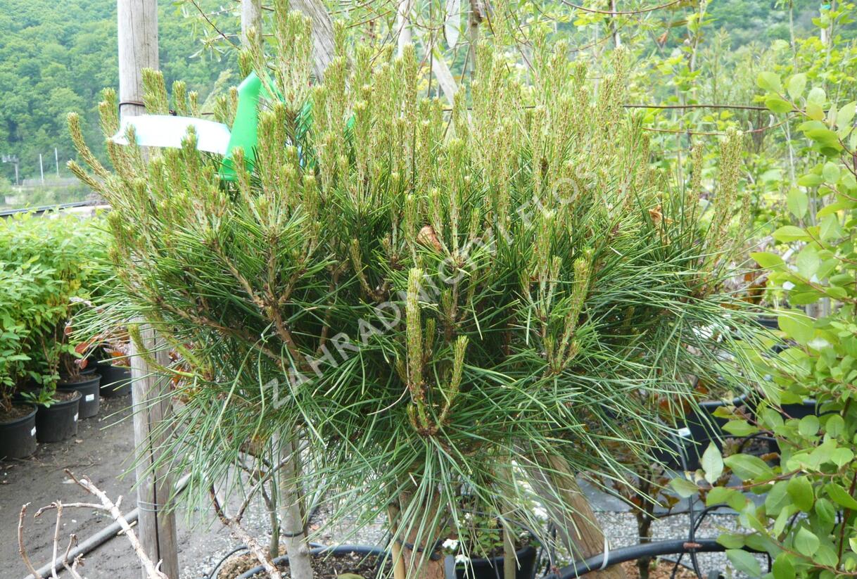 Borovice černá 'Brepo' - Pinus nigra 'Brepo'