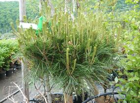 Borovice černá 'Brepo' - Pinus nigra 'Brepo'