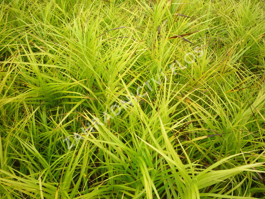 Ostřice muskingumská - Carex muskingumensis