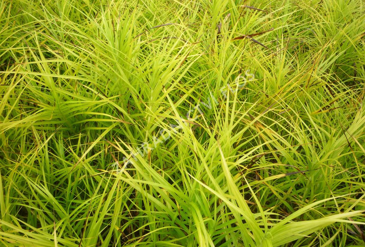 Ostřice muskingumská - Carex muskingumensis