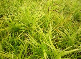 Ostřice muskingumská - Carex muskingumensis