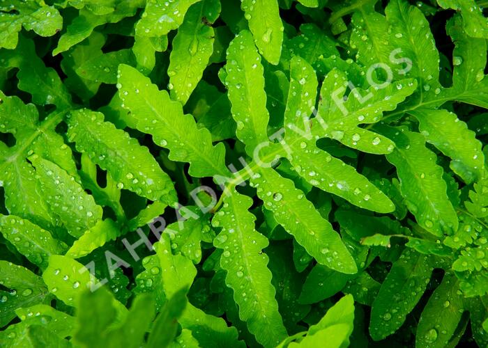Zavřitec citlivý - Onoclea sensibilis