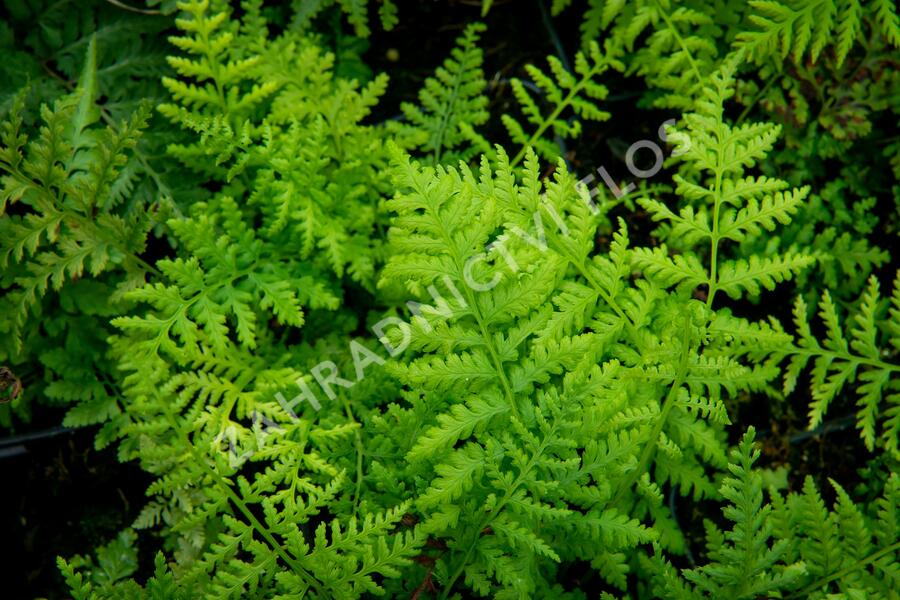 Papratka samičí 'Rotstiel' - Athyrium filix-femina 'Rotstiel'