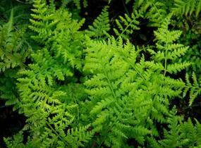 Papratka samičí 'Rotstiel' - Athyrium filix-femina 'Rotstiel'