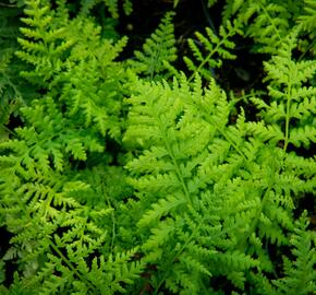 Papratka samičí 'Rotstiel' - Athyrium filix-femina 'Rotstiel'