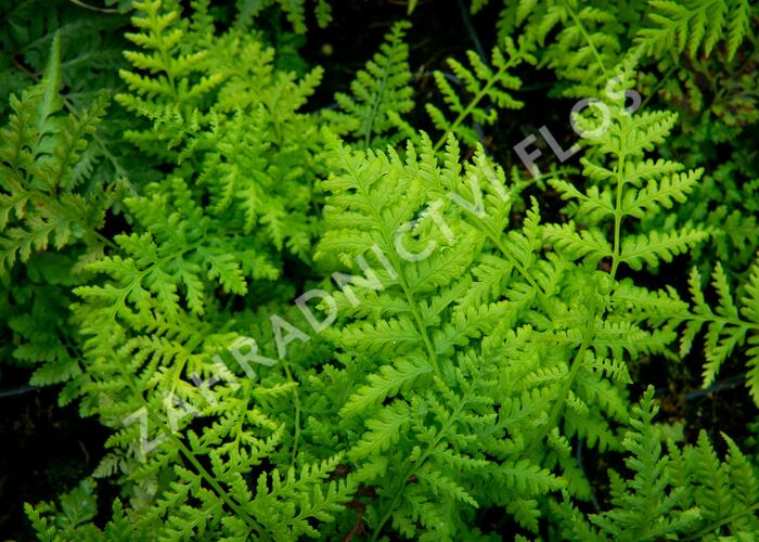 Papratka samičí 'Rotstiel' - Athyrium filix-femina 'Rotstiel'
