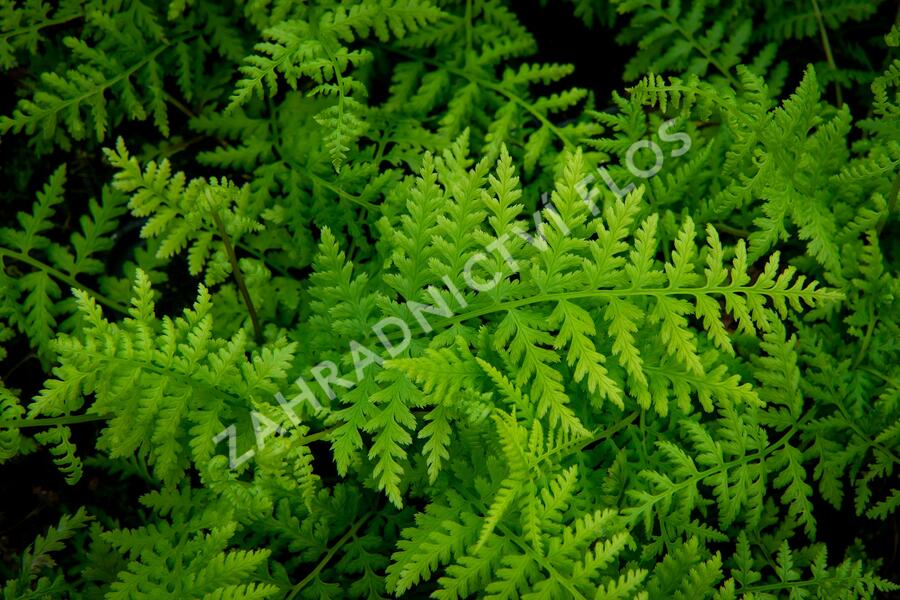 Papratka samičí 'Rotstiel' - Athyrium filix-femina 'Rotstiel'