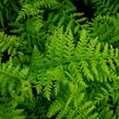 Papratka samičí 'Rotstiel' - Athyrium filix-femina 'Rotstiel'