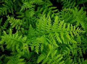 Papratka samičí 'Rotstiel' - Athyrium filix-femina 'Rotstiel'