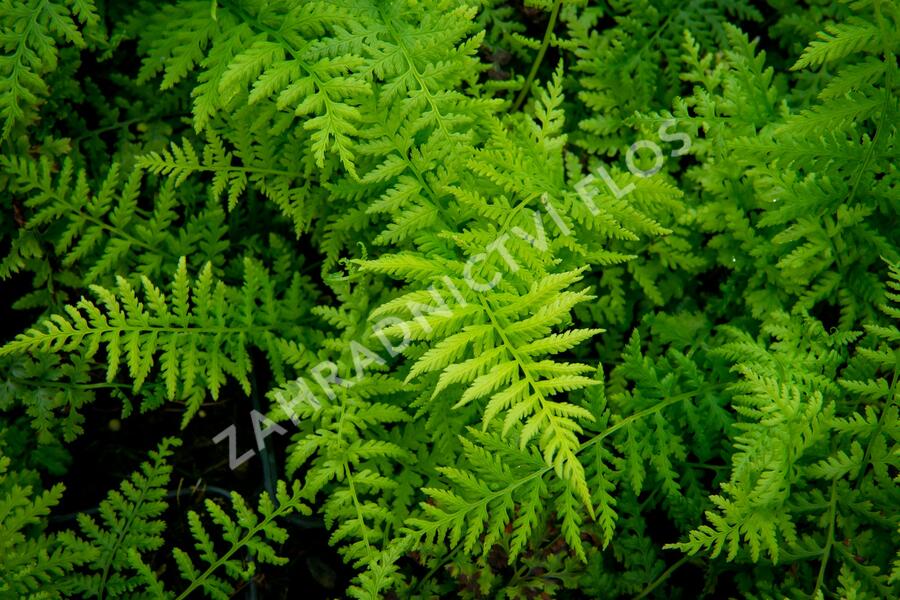 Papratka samičí 'Rotstiel' - Athyrium filix-femina 'Rotstiel'