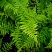 Papratka samičí 'Rotstiel' - Athyrium filix-femina 'Rotstiel'