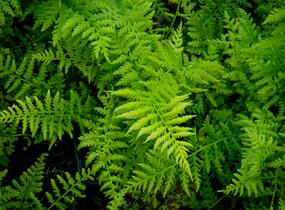 Papratka samičí 'Rotstiel' - Athyrium filix-femina 'Rotstiel'