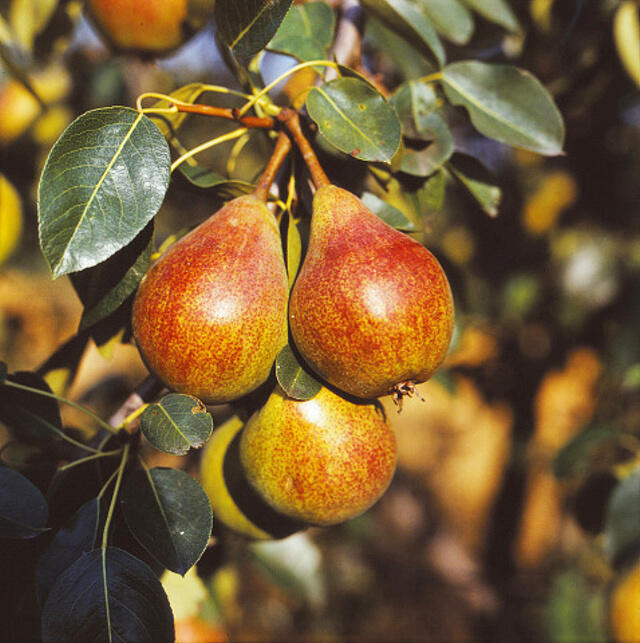 Hrušeň letní 'Clappova' - Pyrus communis 'Clappova'