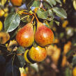 Hrušeň letní 'Clappova' - Pyrus communis 'Clappova'