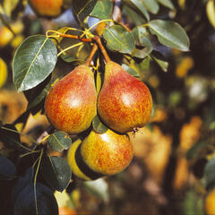 Hrušeň letní 'Clappova' - Pyrus communis 'Clappova'