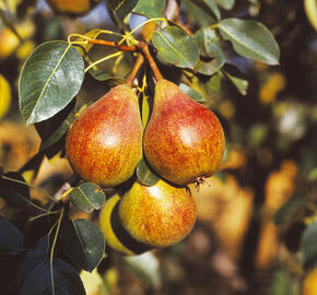 Hrušeň letní 'Clappova' - Pyrus communis 'Clappova'