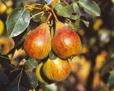 Hrušeň letní 'Clappova'