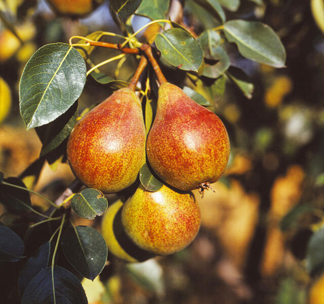 Hrušeň letní 'Clappova' - Pyrus communis 'Clappova'