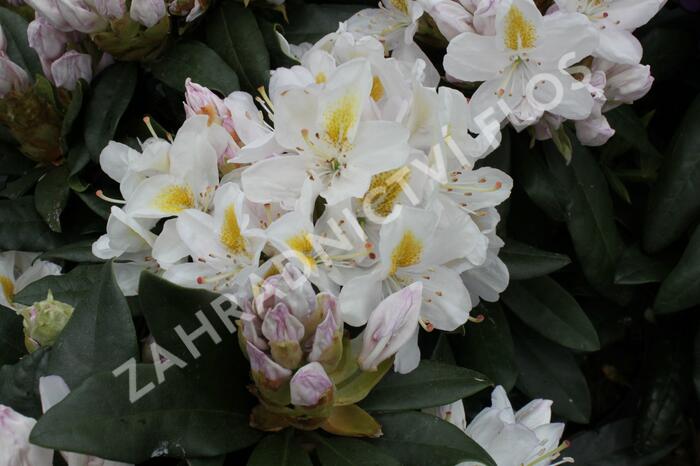 Pěnišník 'Madame Masson' - Rhododendron (T) 'Madame Masson'