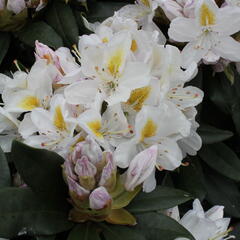 Pěnišník 'Madame Masson' - Rhododendron (T) 'Madame Masson'