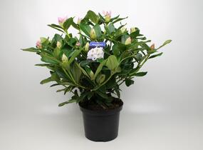 Pěnišník 'Madame Masson' - Rhododendron (T) 'Madame Masson'