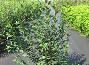 Ptačí zob obecný - Ligustrum vulgare