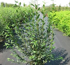 Ptačí zob obecný - Ligustrum vulgare