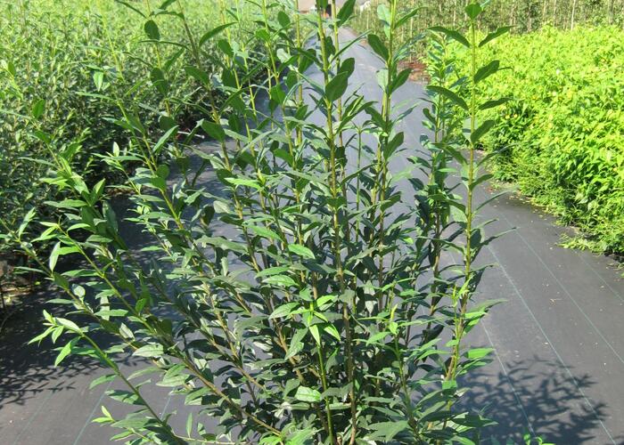Ptačí zob obecný - Ligustrum vulgare