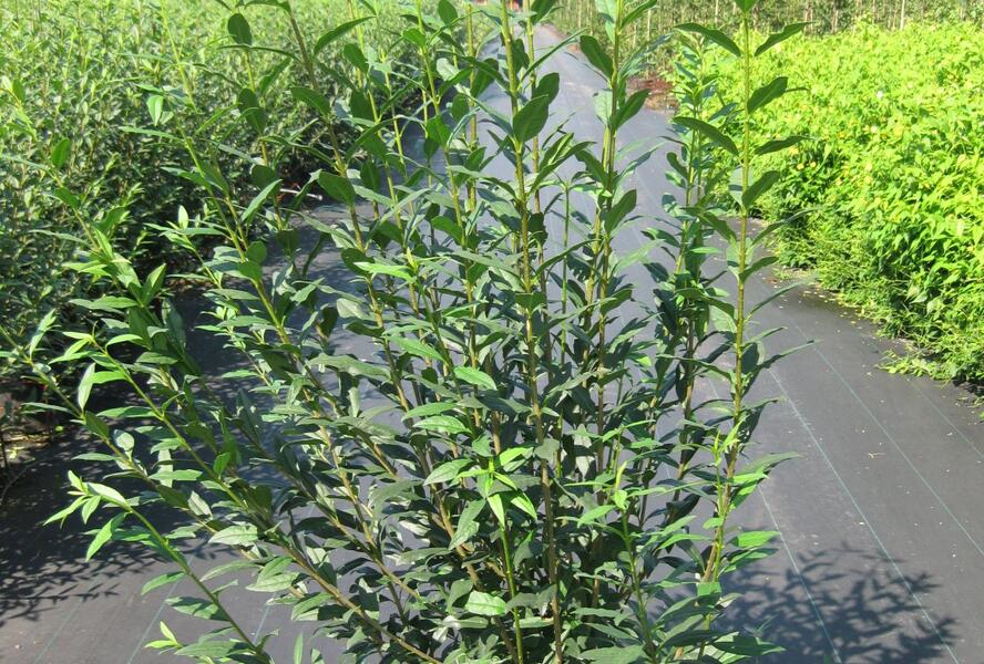 Ptačí zob obecný - Ligustrum vulgare